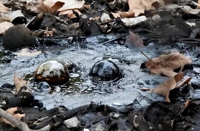 專利交易-一種從廢潤滑油、重質(zhì)油或?yàn)r青中提取碳納米材料的方法