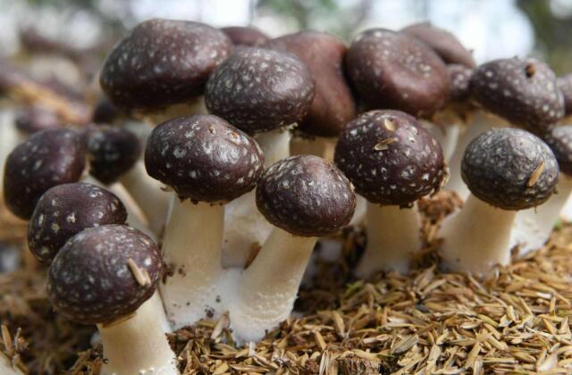 專利交易- 一種食用菌酶解液及其制備方法
