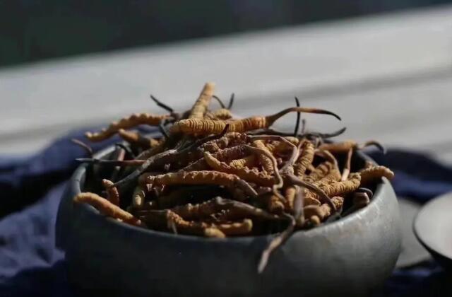 專利交易-液體發(fā)酵生產冬蟲夏草菌粉的方法