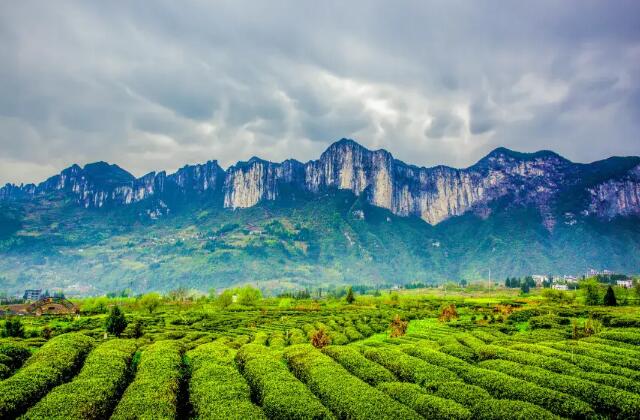 專利交易-一種夏茶富硒優(yōu)質(zhì)栽培方法